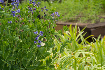 好古園の隅に静かに咲く、紫の花