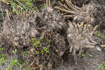 dahlia tubers just lifted for overwintering