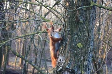 squirrel on a tree