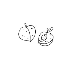 Peach or apricot outline icon. Fuit, healthy nutrition, organic food. Hand drawn line vector illustration.