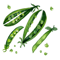 Watercolor peas pod on a transparent background. Fresh raw peas for vegetarians