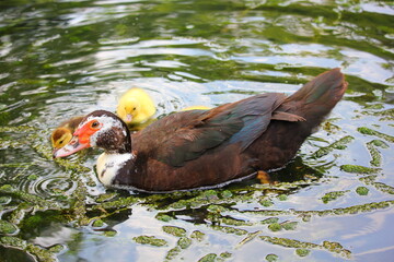 duck with yellow ducklings in the pond