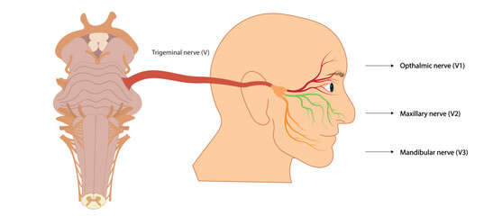 Fototapeta premium Trigemial nerve illustration. Connection of the face nerves to brainstrem with nerve number V. Ventral view of brainstrem. 