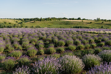 lavender flowers blooming in meadow on summer day.