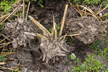 dahlia tubers just lifted for overwintering