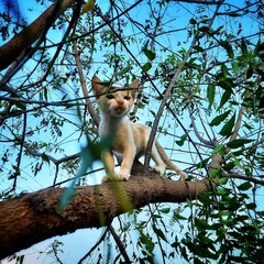 Cat on tree