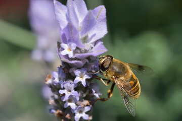 紫色の花で蜜を吸うミツバチ