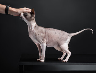 Portrait of a sphinx cat hugging a human on dark background, studio shot