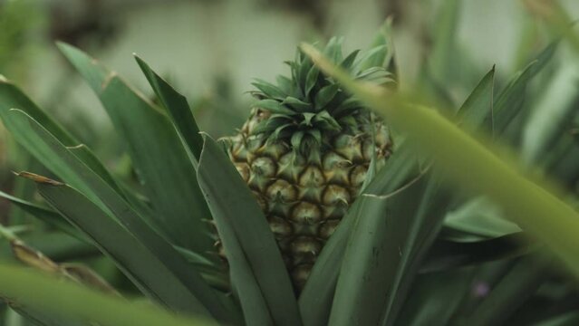 A close-up shot of a pineapple in a pineapple plantation in a tent. Azores, Portugal