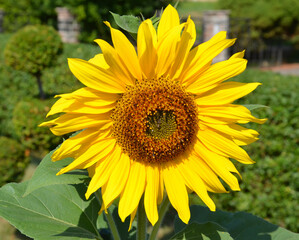 Sonnenblume im Garten 