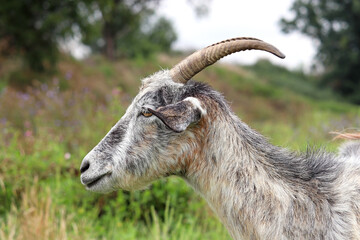 Grey goat portrait on nature background. Horned goat grazing on a green meadow, rural scene