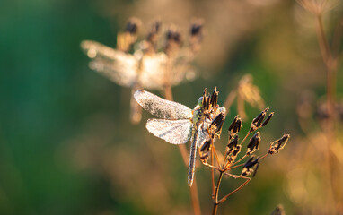 Drying in the morning sun - Pantala flavescens - globe skimmer, globe wanderer or wandering glider. Dragonfly species