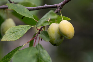 Unripe plums on a tree branch. vitamins in nature. Close-up.