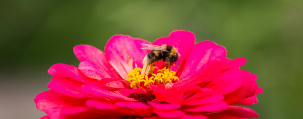 A bee sits on a red zinnia flower. Life of nature. Close-up. Panorama format.
