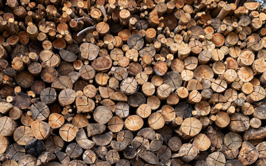 Eucalyptus tree, pile of wood logs ready for industry