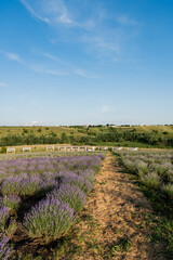 Fototapeta na wymiar rows of flowering lavender on farmland in plant nursery.