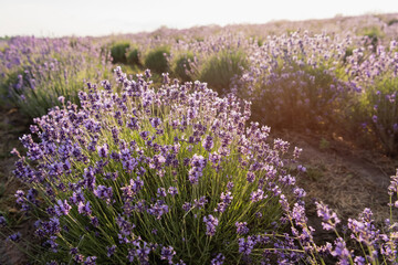purple lavender flowers in meadow on summer day.