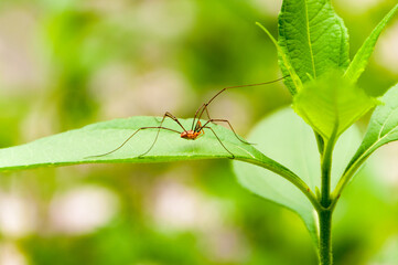 Daddy Long-legs Spider On A Green Plant Leaf - obrazy, fototapety, plakaty