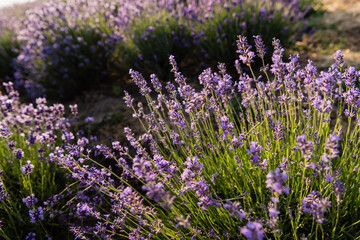 high angle view of lavender bushes blooming in meadow.