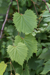 Wild Grapevine Leaves Show Delicate Beauty