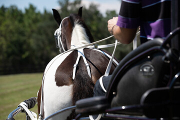 hands holding the reins to a harness. 