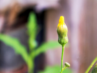 A blooming yellow flower with some green leaves in the background