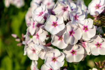 Beautiful white flowers with a pink color in the middle of them growing on a green bush with a green grass background