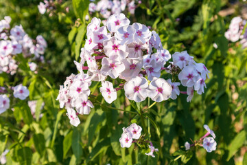 Beautiful white flowers with a pink color in the middle of them growing on a green bush with a green grass background