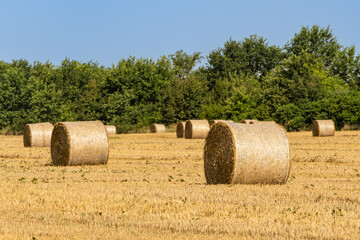 Round bales of straw in endless field after harvesting wheat. Blurred background. Selective focus. Close-up. Straw bales lie in disarray under the sun in field. Nature concept for design.
