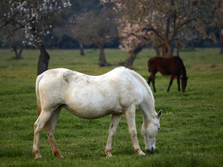Fototapeta premium Yeguas en un prado.Cami de Cala Pí.Mallorca.Baleares.España.