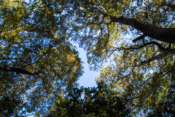 Bosque de Robles