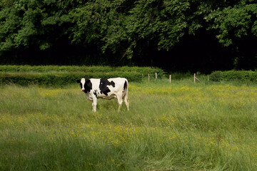 Cow in a meadow with yellow flowers and a forest in the background.