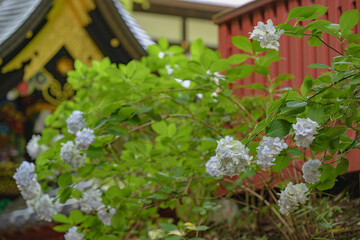 伊達政宗霊廟 瑞鳳殿 涅槃門の風景
