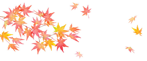 赤く色づいた秋の紅葉の枝と落葉。水彩イラストバナー背景（透過背景）
