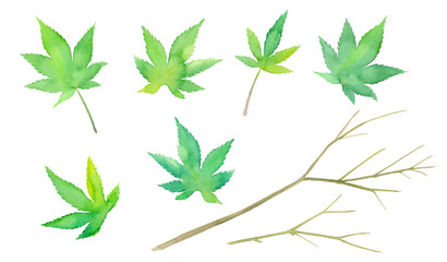 新緑のモミジのエレメント。葉と枝の水彩イラスト（透過背景）
