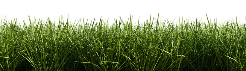 Fototapeta na wymiar Isolated green grass on a transparent background. 3d rendering illustration.