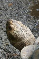 young turtle resting on rock 