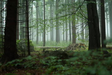 Wald im Nebel - obrazy, fototapety, plakaty