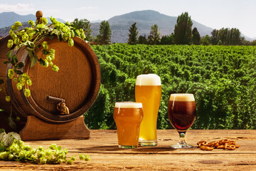 Composition with beer barrel and beer glasses with wheat and hops on wooden table over hop gardens...