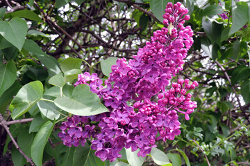 A close-up of a lilac shrub which branches are covered with purple flowers and green leaves