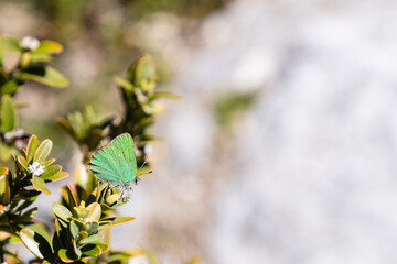 Papillon Argus vert posé sur du buis, Callophrys rubi ou Thècle de la ronce