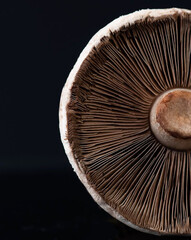 Mushroom Close Up
