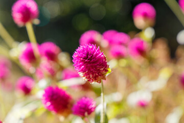 Fioritura rosa