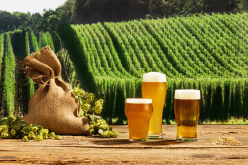 New harvest. Three glasses with frothy light and dark beer and bag with hops on wooden table green...