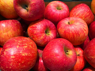 赤いリンゴが棚に並ぶ