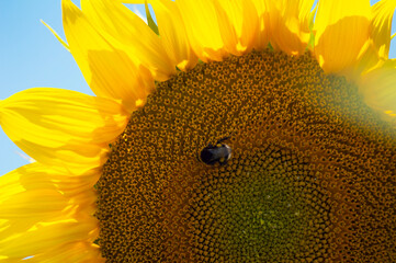 a close-up of a sunflower flower that has just opened with a bee
