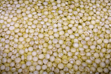 Factory for the production of canned champignons. Washing, conveyor, cleaning and packaging of champignons.