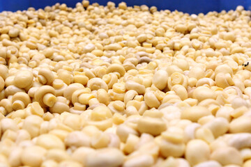 Factory for the production of canned champignons. Washing, conveyor, cleaning and packaging of champignons.