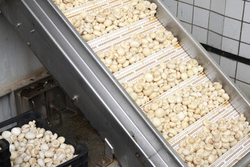 Factory for the production of canned champignons. Washing, conveyor, cleaning and packaging of champignons.