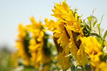 Sunflowers in a neat row in the field, with beautiful flowers still unripe